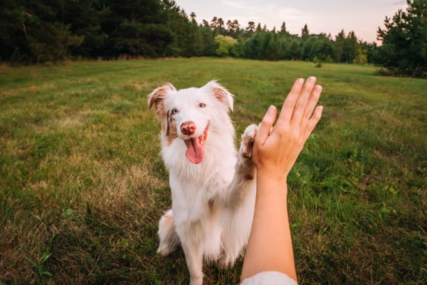 PEMF for Arthritis in Dogs: Research and Case Studies