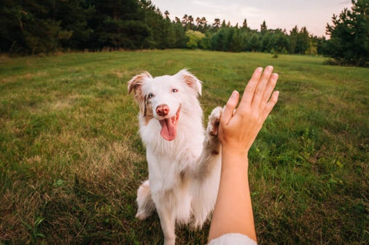 PEMF for Arthritis in Dogs: Research and Case Studies