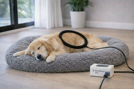 Mendwave PEMF for Dogs