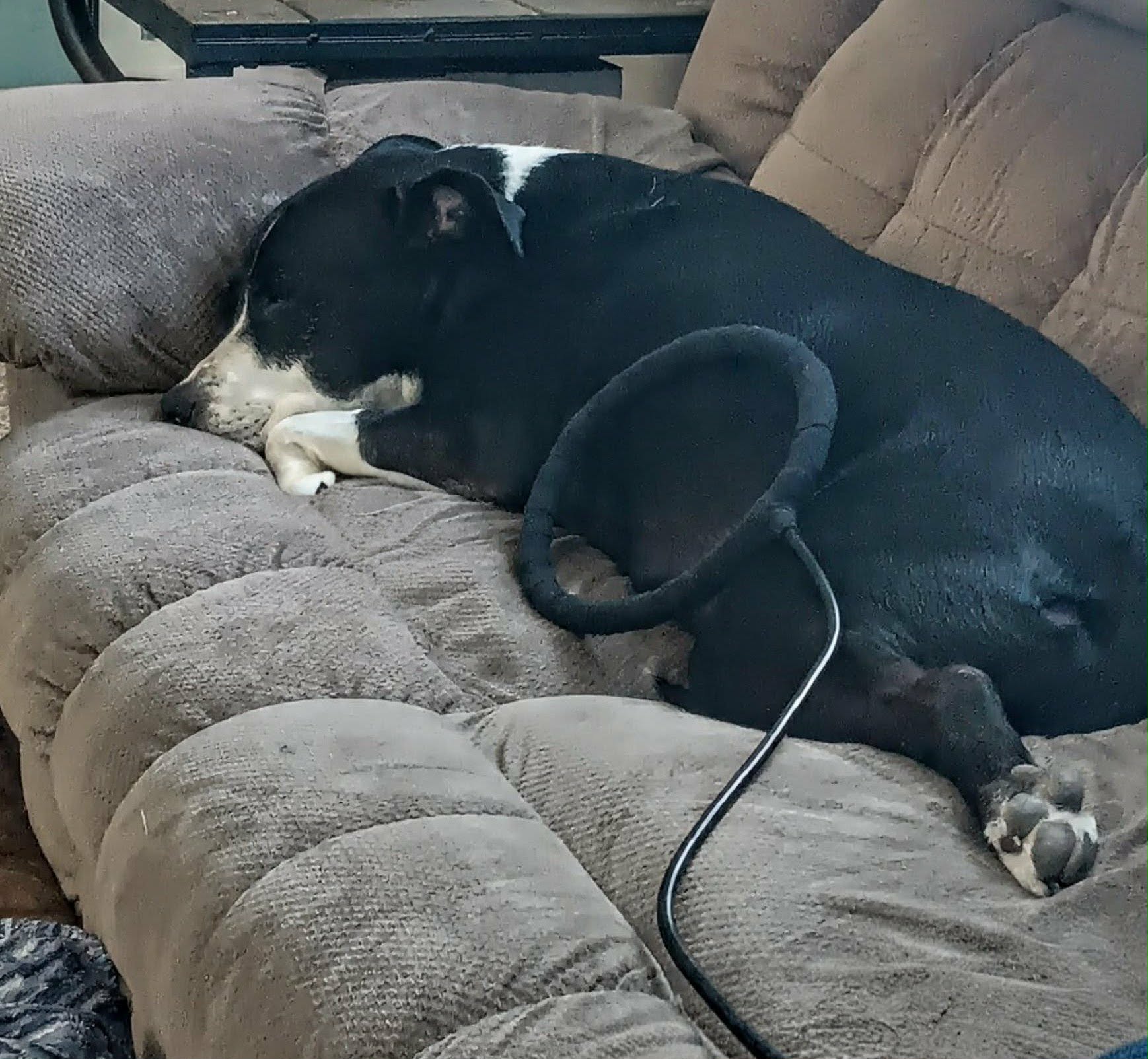 Dog on couch using mendwave pemf device