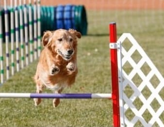 PEMF device for active and working dogs