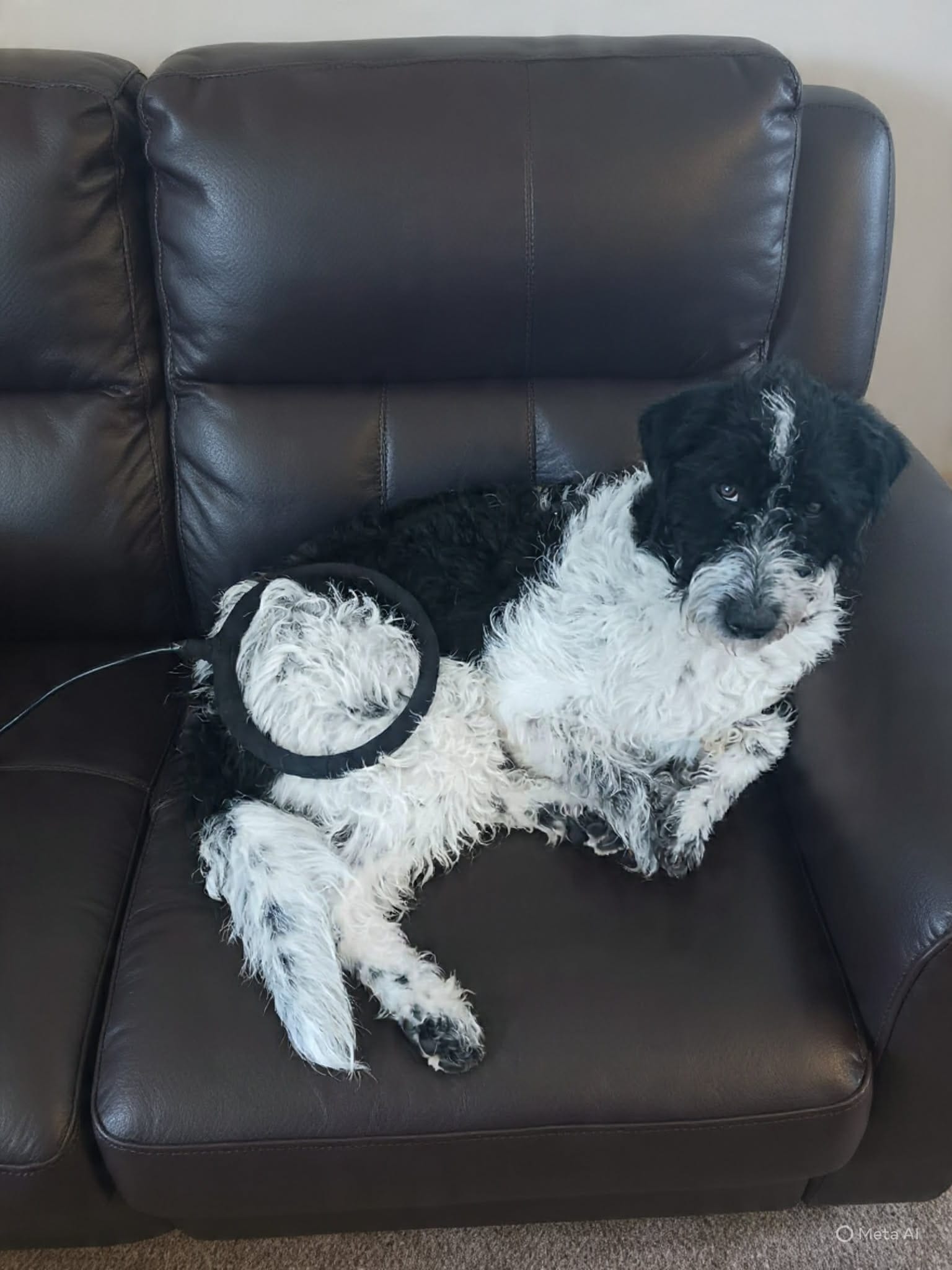 Dog using a PEMF therapy device for hip pain